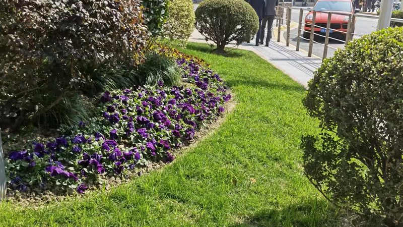 北京苗木种植深度执行标准：深度解析与实施要点
