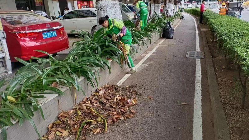苗木种植：品种选择与价格因素考量