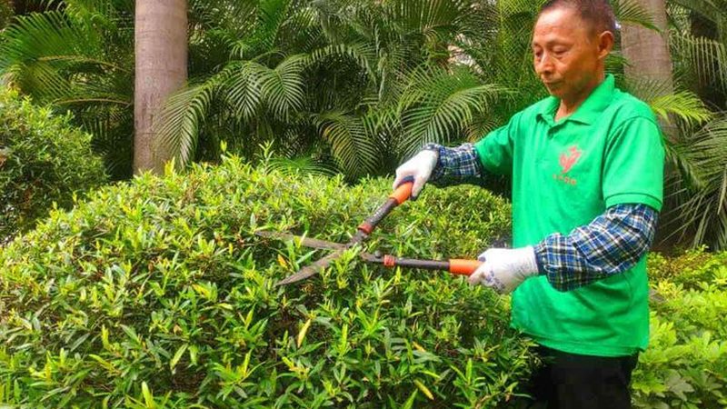 商业区绿化养护费用预算的合理规划
