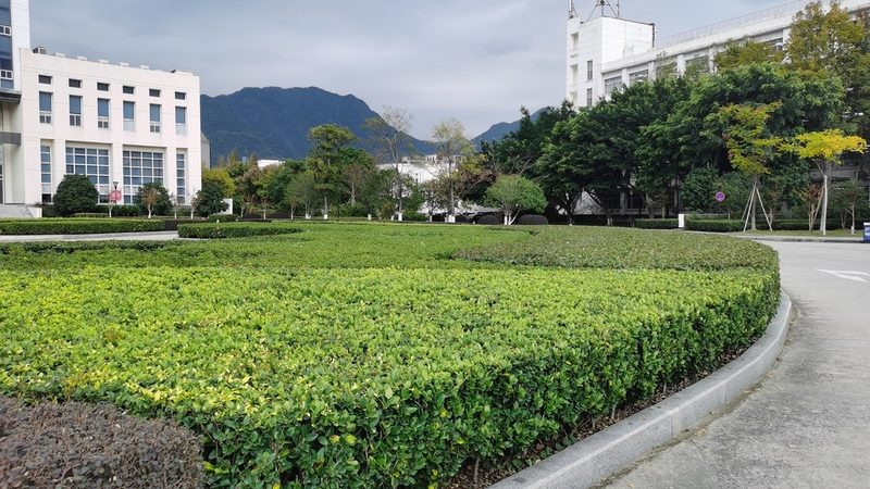 花卉租摆，如何选择排名前十的公司？**